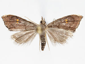 Microcausta bipunctalis