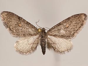 Eupithecia scabrogata