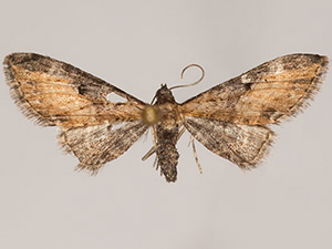 Eupithecia carneata