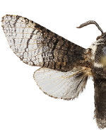 Acossus boreocryptus
