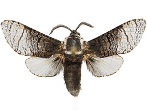 Acossus boreocryptus