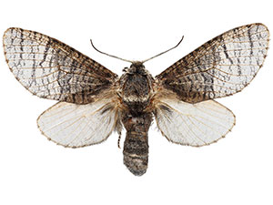 Acossus boreocryptus