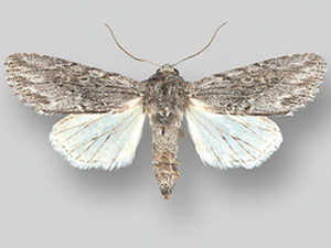 Supralathosea solastella