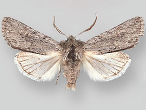 Supralathosea yavapai