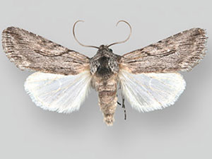 Infralathosea unicornis