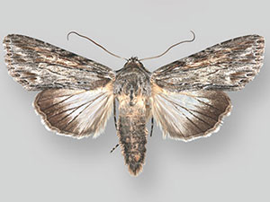 Eulathosea obtusa