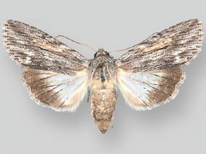 Eulathosea obtusa