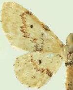Idaea micropterata