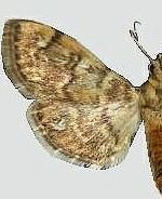 Bicilia iarchasalis
