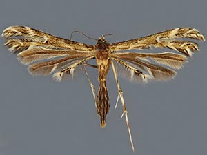 Oxyptilus eleanerae