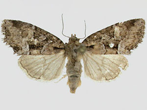 Cherokeea attakullakulla