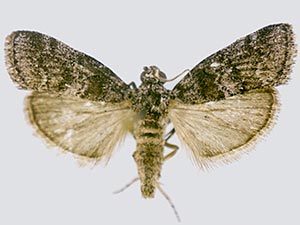 Pococera callipeplella