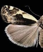 Tarache augustipennis