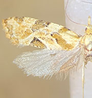 Aethes angulatana