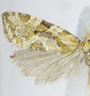 Aethes angulatana