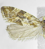 Aethes angulatana