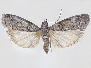 Salebriaria grandidentalis