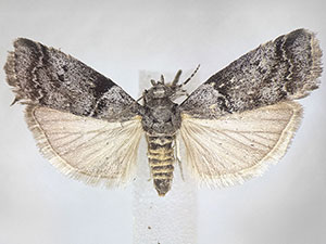 Salebriaria grandidentalis