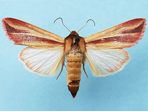 Dargida rubripennis