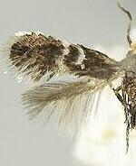 Ectoedemia platanella