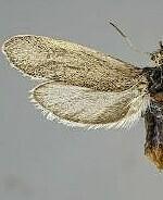 Tegeticula synthetica