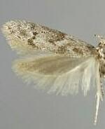 Holcocera iceryaeella