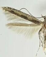 Batrachedra praeangusta