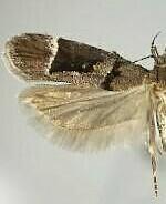 Pseudochelaria manzanitae