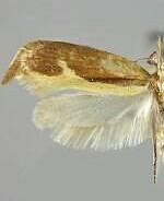 Ypsolopha canariella