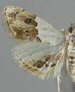 Lipocosma albinibasalis
