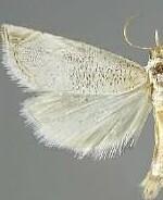 Haimbachia arizonensis