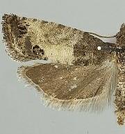 Spilonota ocellana