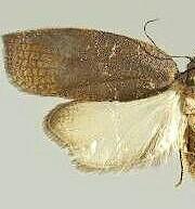 Amorbia cuneanum