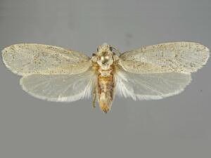 Parategeticula pollenifera