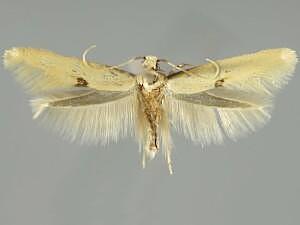 Opogona arizonensis