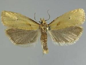 Phtheochroa fulviplicana