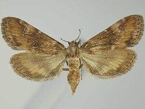 Elophila occidentalis