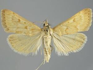 Achyra occidentalis