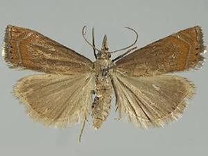 Chrysoteuchia topiarius