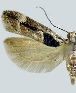 Pseudochelaria pennsylvanica