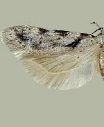Pseudotelphusa palliderosacella