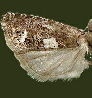 Eucosma oregonensis