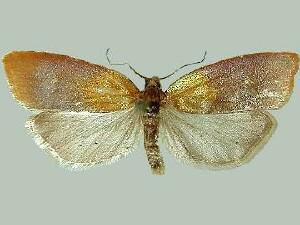 Sparganothis violaceana