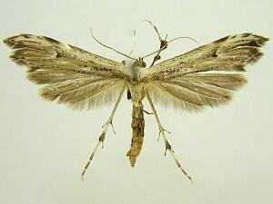Oidaematophorus eupatorii