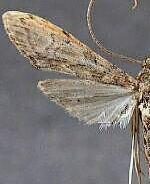 Atomopteryx solanalis