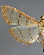 Herpetogramma stramineata