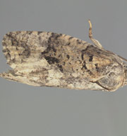 Gymnandrosoma orarum
