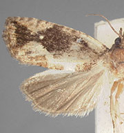 Gymnandrosoma orarum