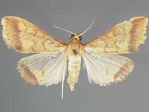 Hyalorista exuvialis