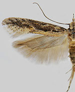 Nevadopalpa maculata